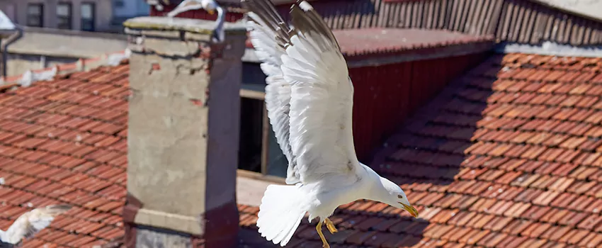 Residential Chimney Animal Removal Solution in Escondido, CA